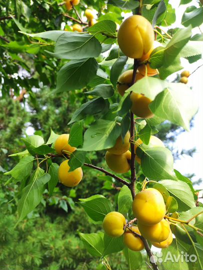 Реализую саженцы абрикоса