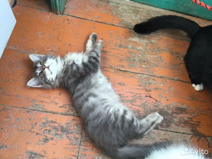 Отдам бесплатно котиков