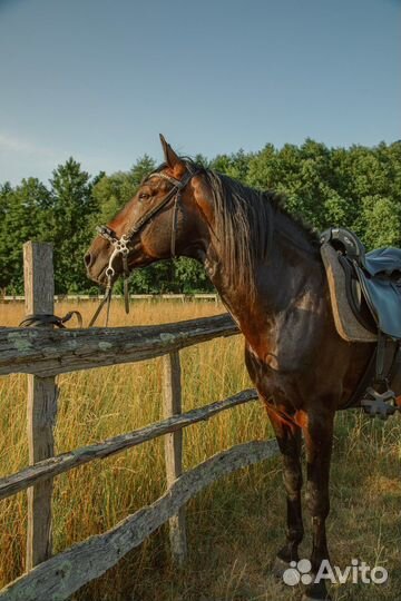 Конные прогулки