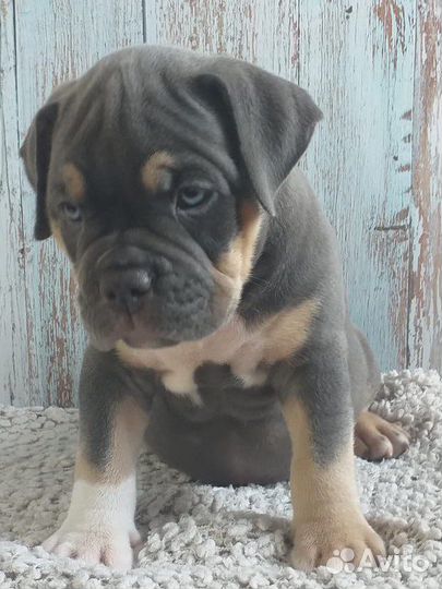 Американский булли мальчик