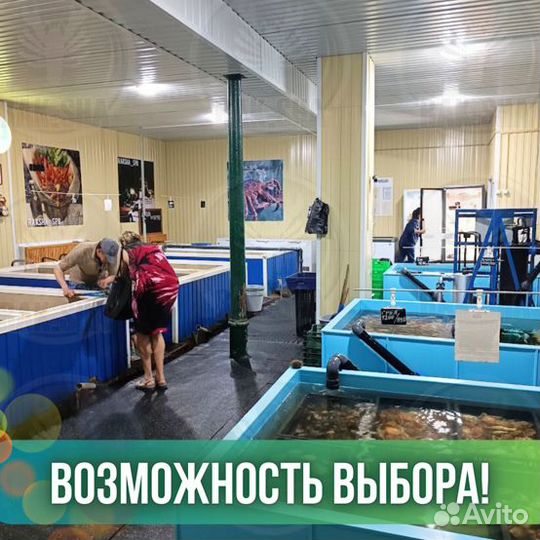 Раки живые и вареные