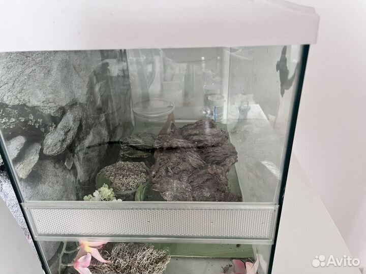 Террариум для рептилий