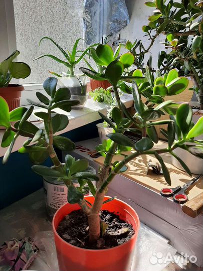 Комнатные растения или цветы