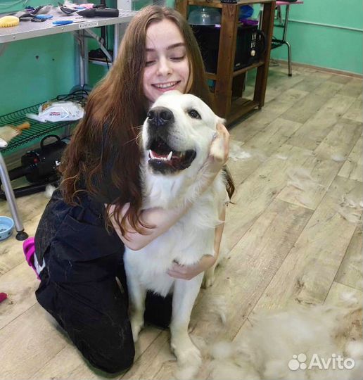 Стрижка собак и кошек, грумер