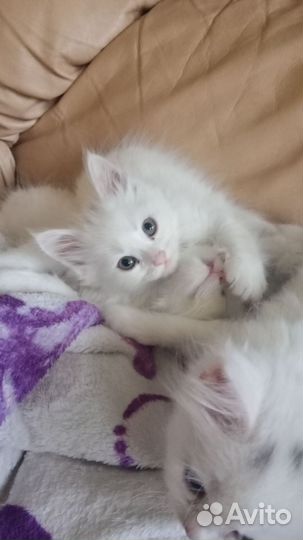 Котята турецкой ангоры