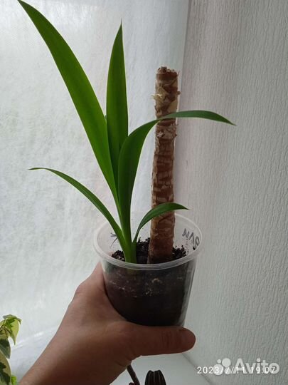 Пальмы (2 вида)