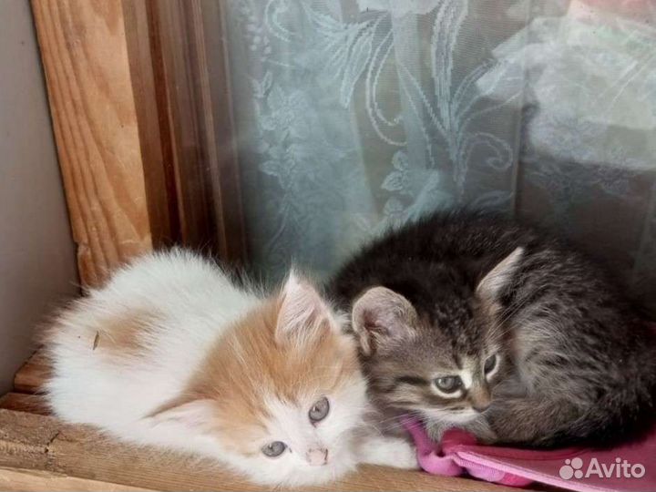 Котята в добрые руки