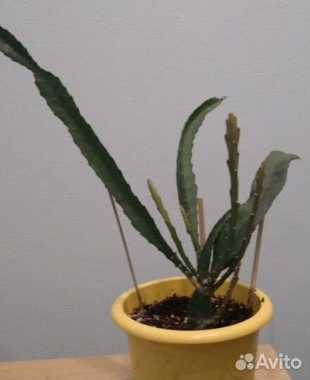 Питахайя - драконий фрукт