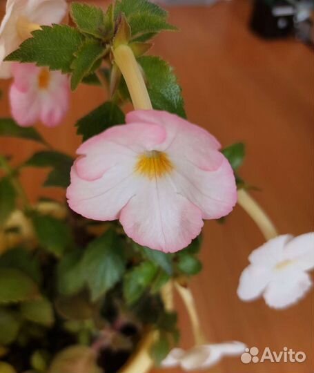 Комнатные растения (ахименес)