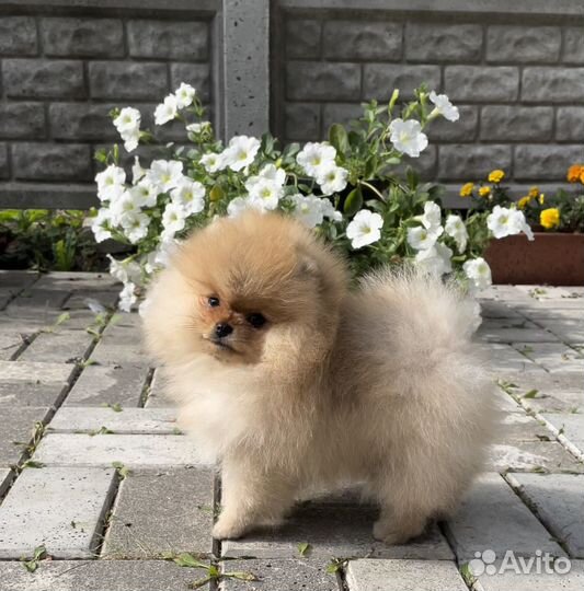 Померанский шпиц девочка