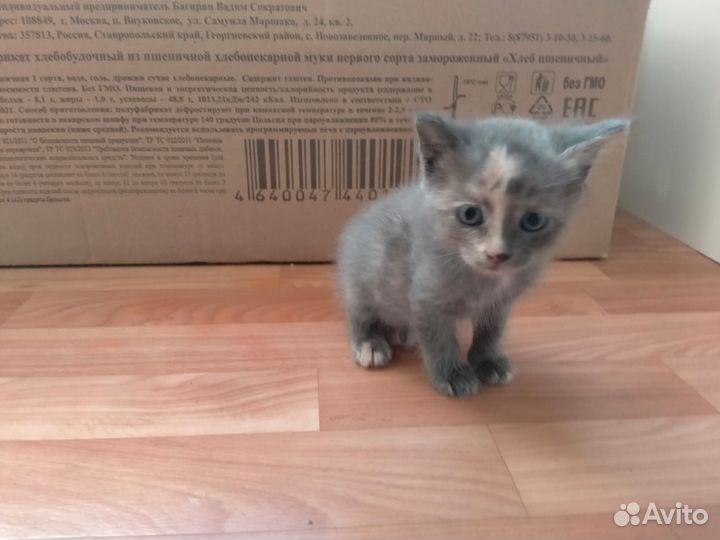 Котята в добрые руки бесплатно