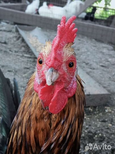 Петухи и молодые карликовые курочки