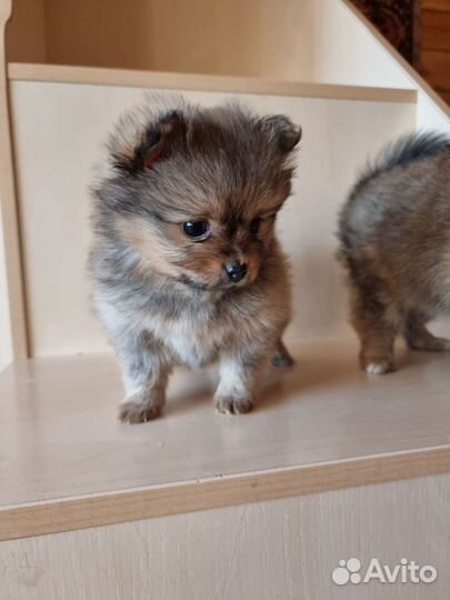 Щенки шпица мини