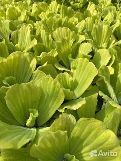 Растения для пруда