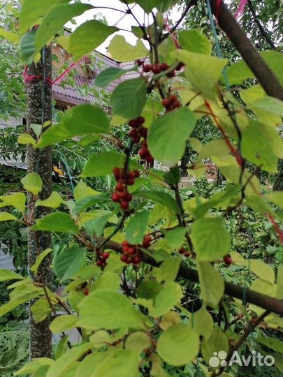 Ягода Годжи, китайский лимонник, девясил-саженцы