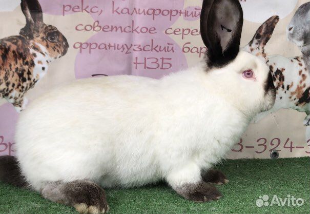Калифорнийские кролики