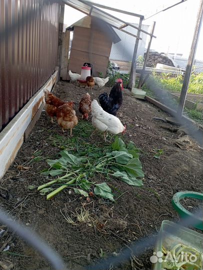 Куры несушки. Петух
