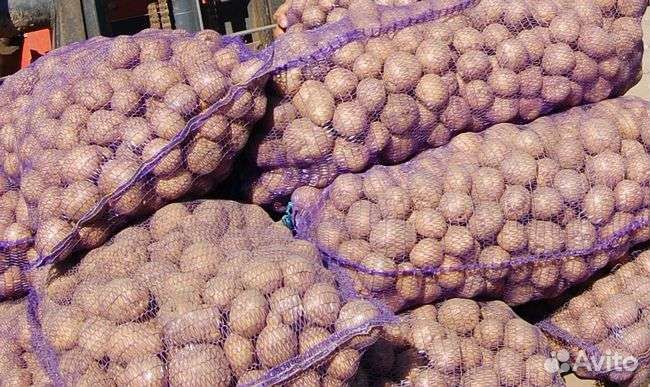 Картофель картошка продажа опт и в розницу