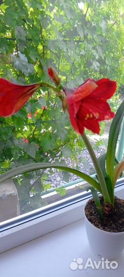 Комнатные растения цветы