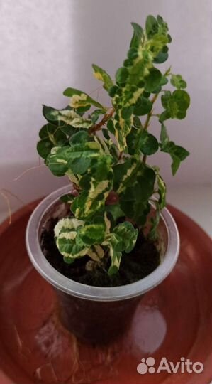 Фикусы сортовые укоренные черенки разные