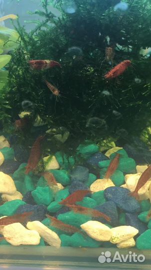 Аквариумные креветки, мох, сом