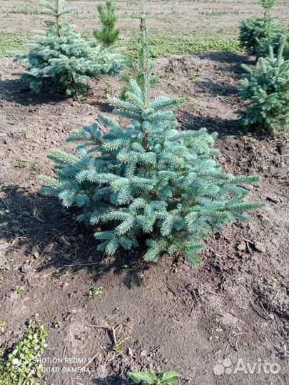 Саженцы ель голубая