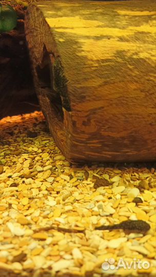 Сом анциструс