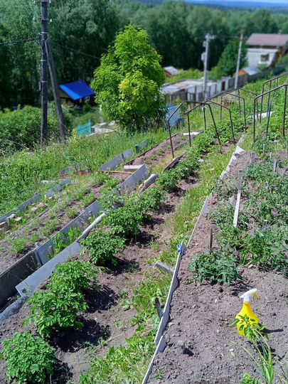 Участок 11,6 сот. (СНТ, ДНП)