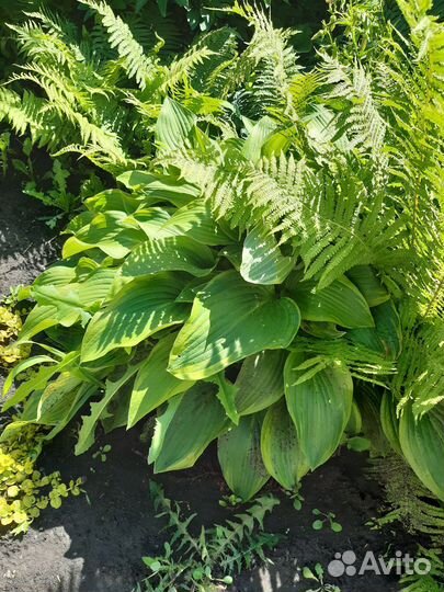 Хоста.очиток