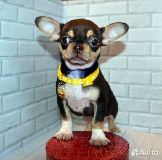 Чихуахуа красивые,яркие мальчики,есть мини