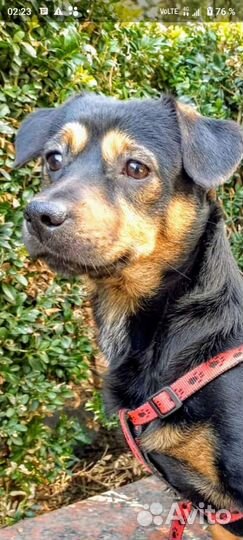 Мелкие собаки- пёс Кардинал и Бронислава-Броня