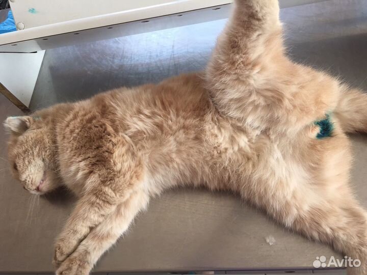 Стерилизация кошек и кастрация котов на дому