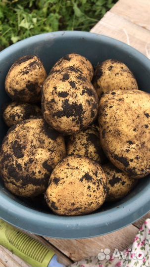 Картофель деревенский