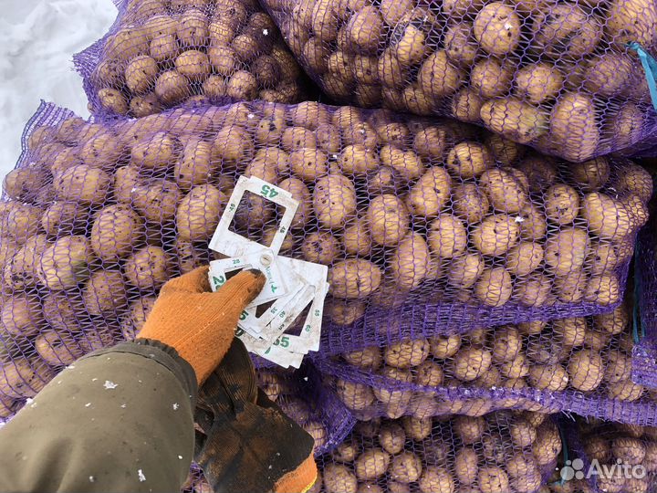 Картофель бюджетный оптом