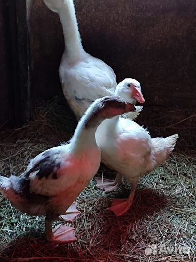 Холмогорские гусята, ия кур смесь