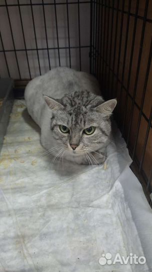 Кошка в дар