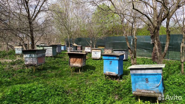 Улей с пчелами