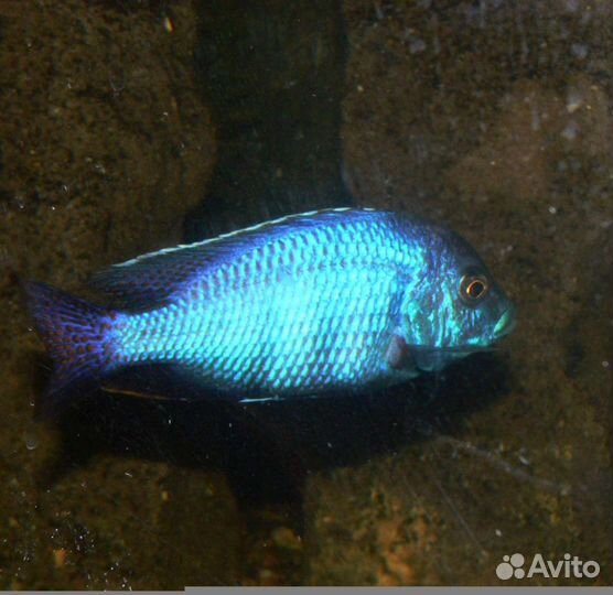 Малавийские цихлиды