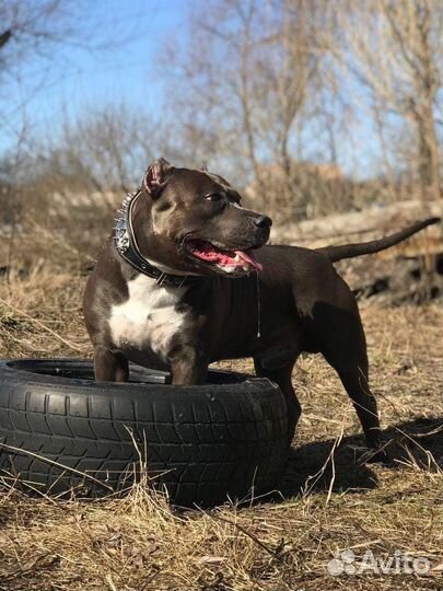 Услуги кинолога