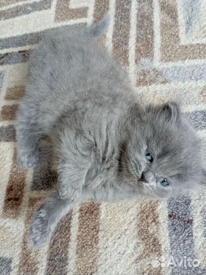 Отдам бесплатно котят