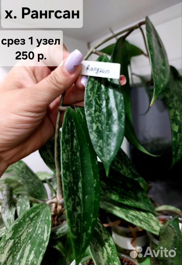 Хойя срезом (2 часть)