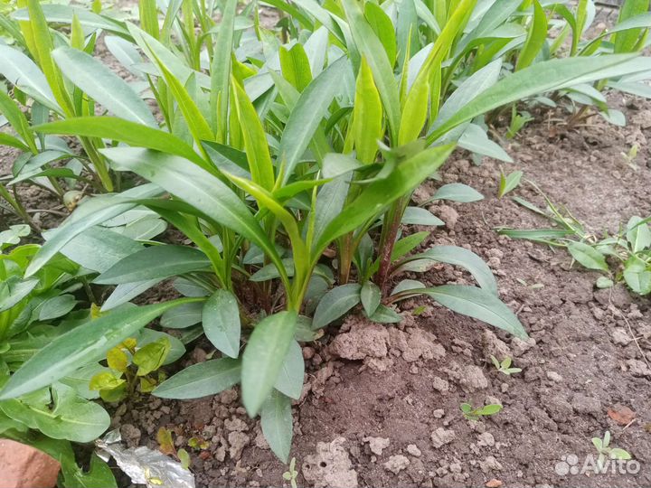 Многолетние цветы