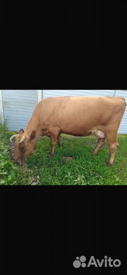 Корова дойная