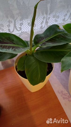 Карликовый банан