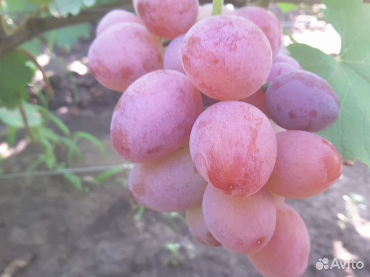 Черенки винограда