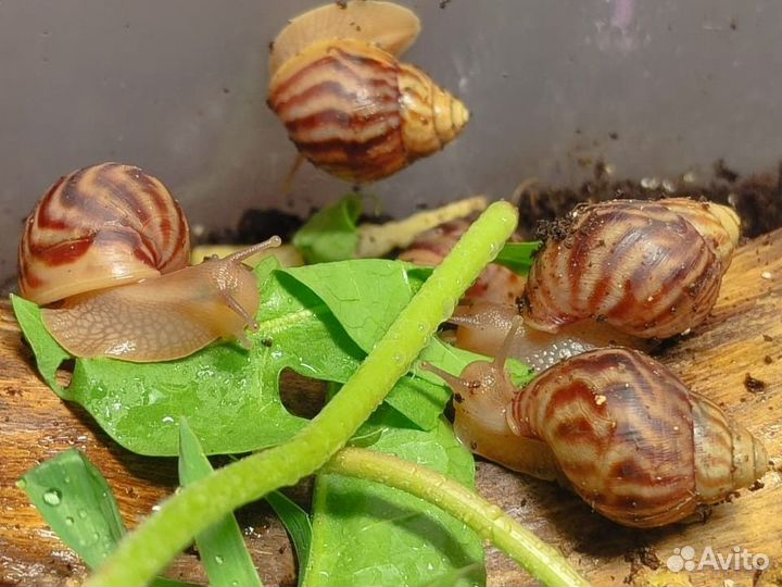 Улитки ахатины малыши