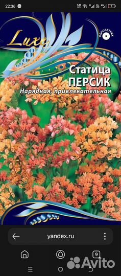 Статица рассада