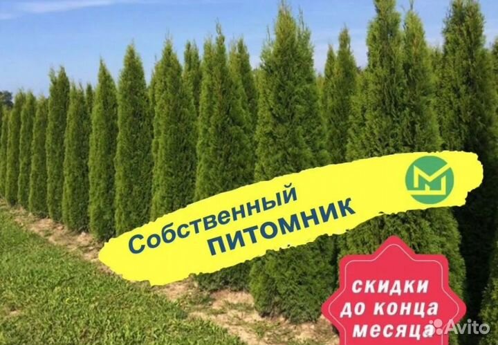 Туя смарагд оптом