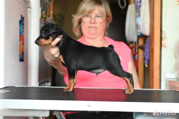 Щенки цвергпинчера - В Москве и Краснодаре