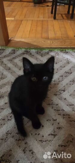 Котенок в дар бесплатно